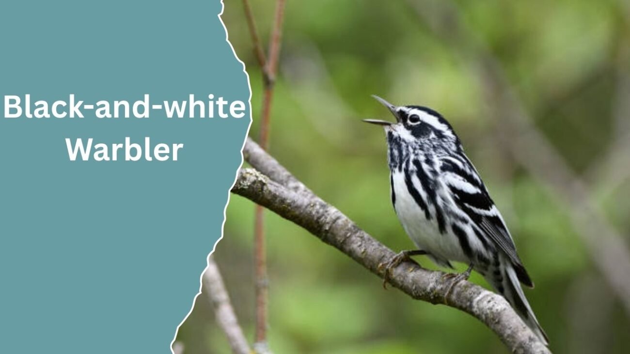Black-and-white Warbler