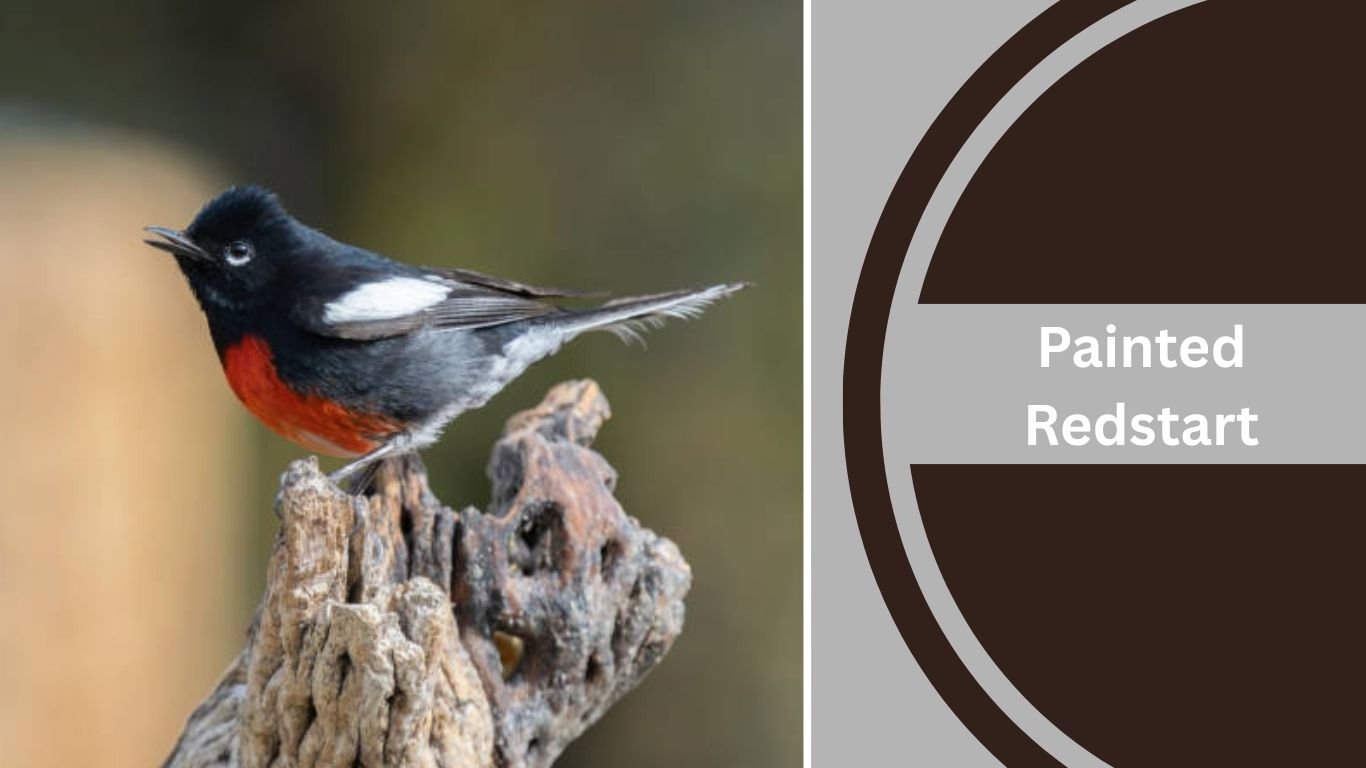10 Black and White Bird with Red Chest: Identification with Pictures