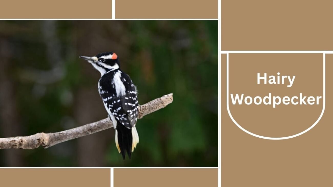 Hairy Woodpecker