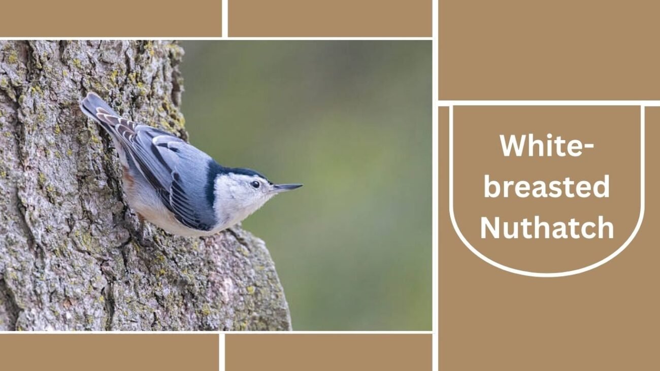 White-breasted Nuthatch