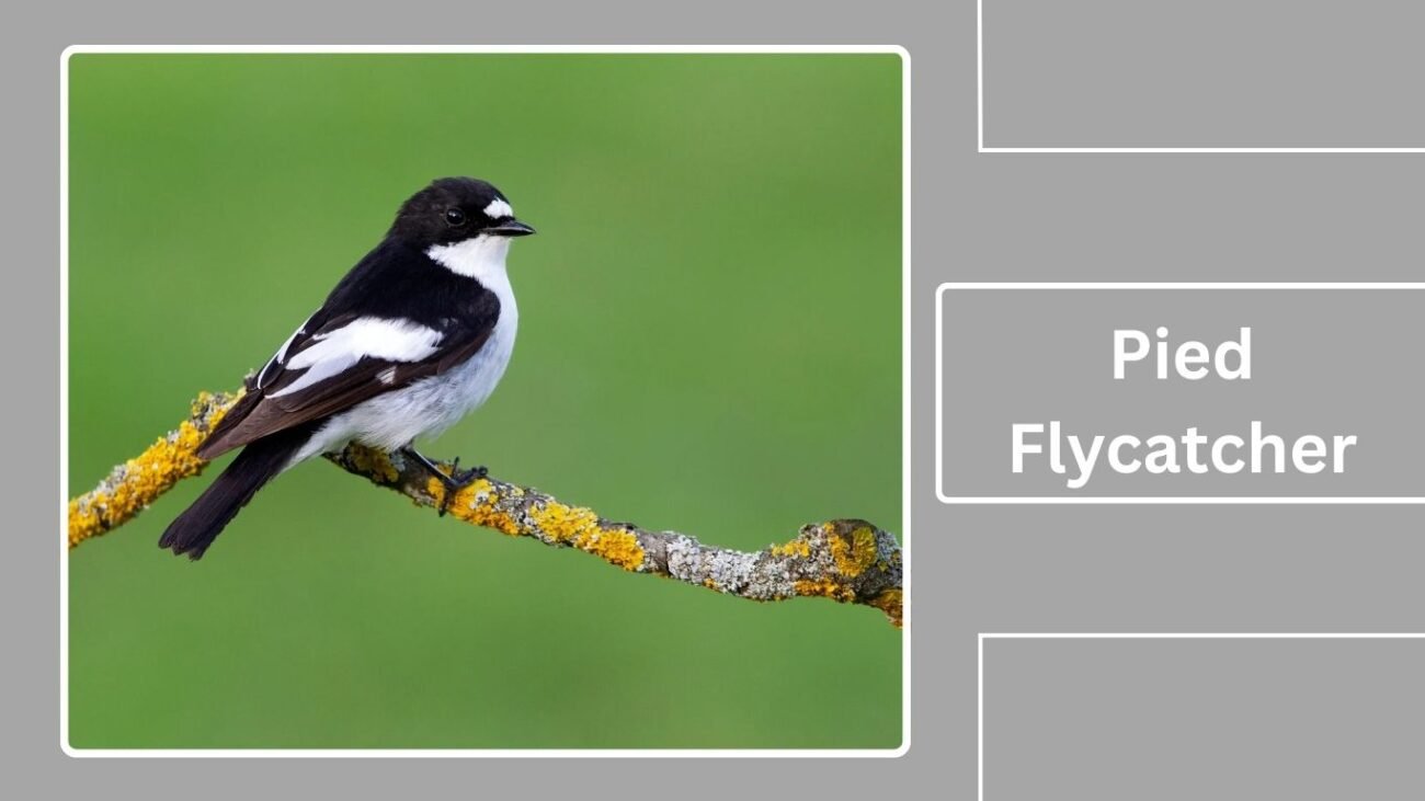 Pied Flycatcher