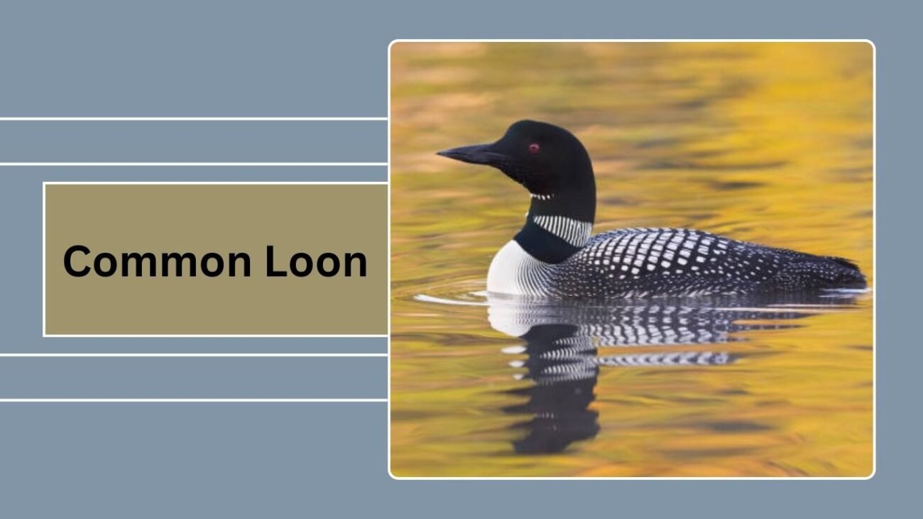 Common Loon