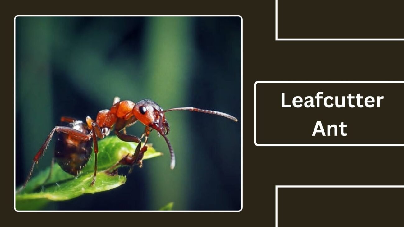 Leafcutter Ant