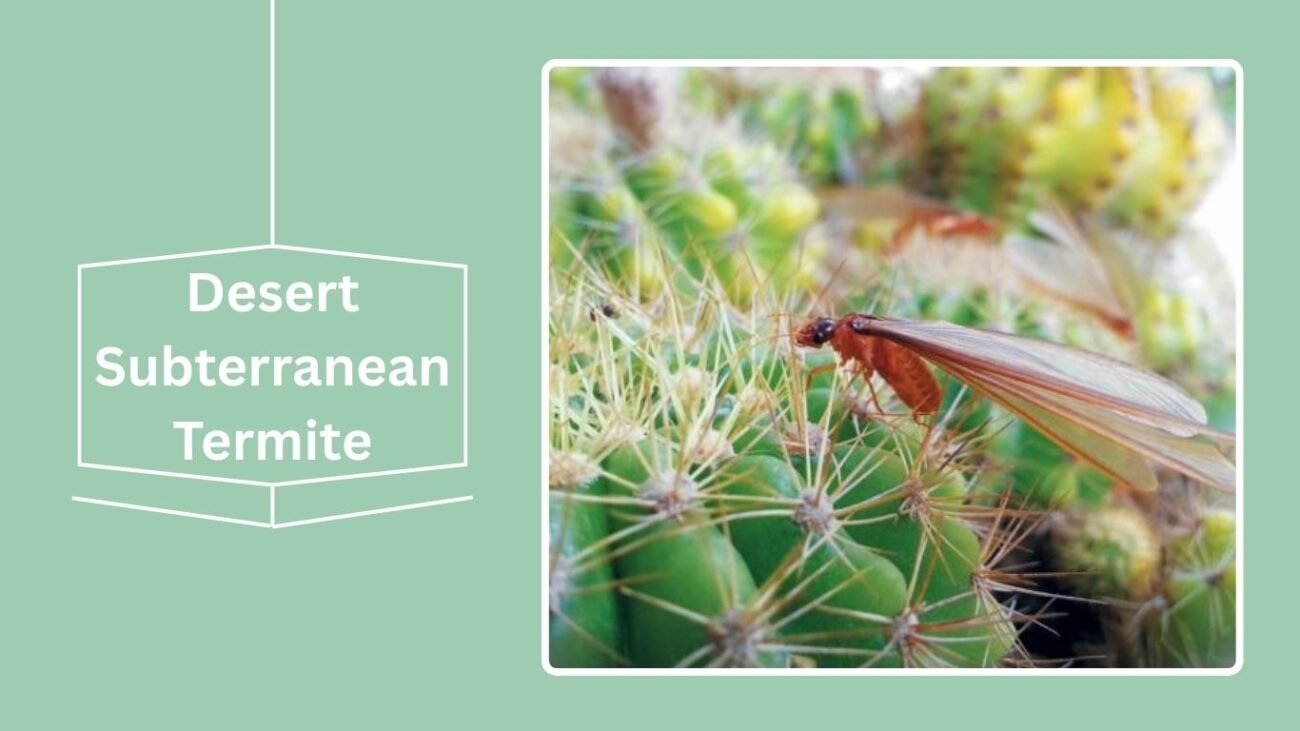 Desert Subterranean Termite
