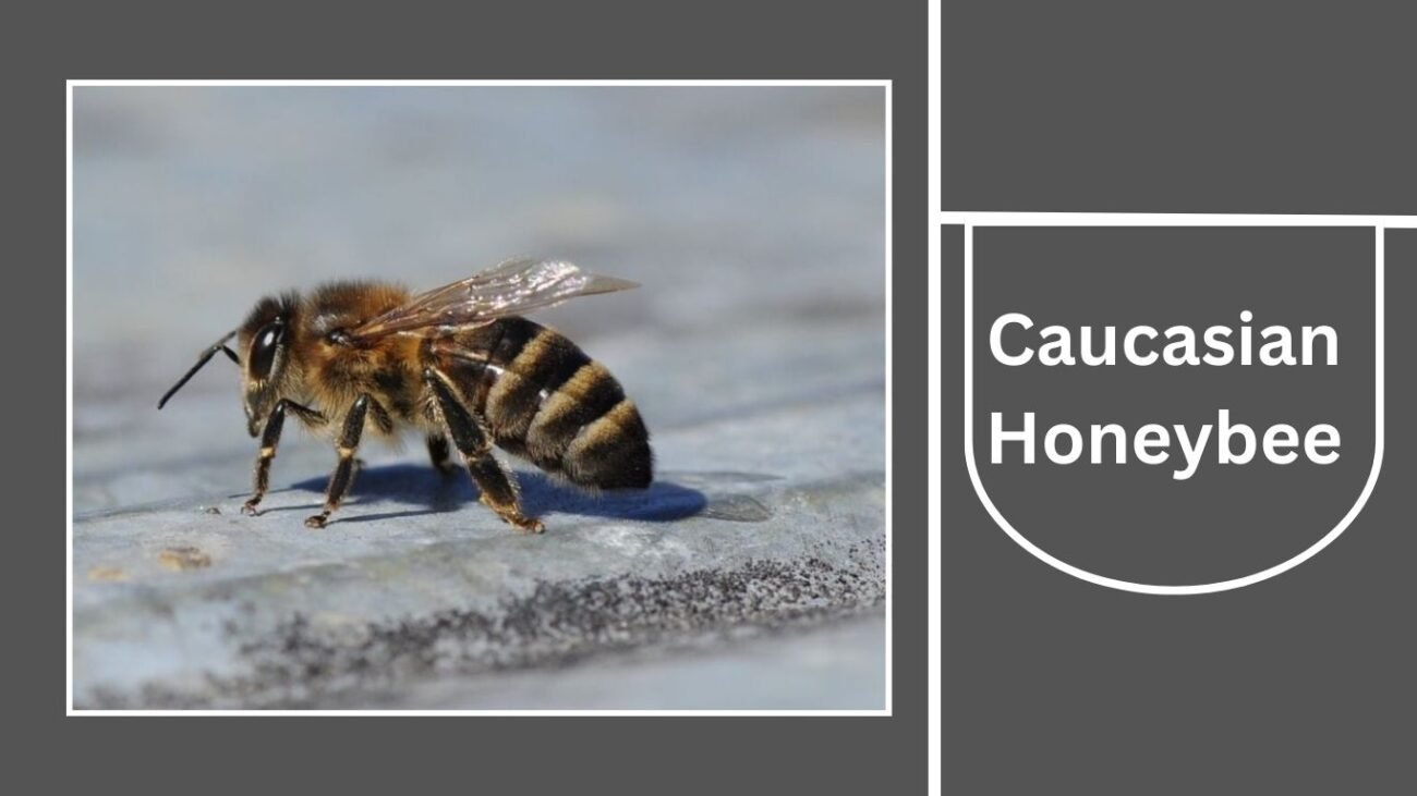 Caucasian Honeybee (Apis mellifera caucasica)