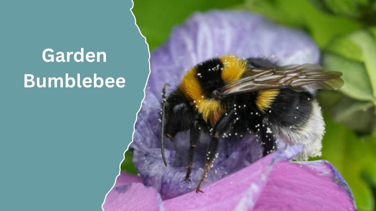 Garden Bumblebee (Bombus hortorum)
