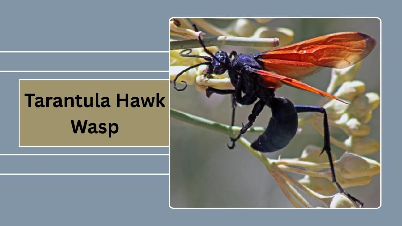 Tarantula Hawk Wasp