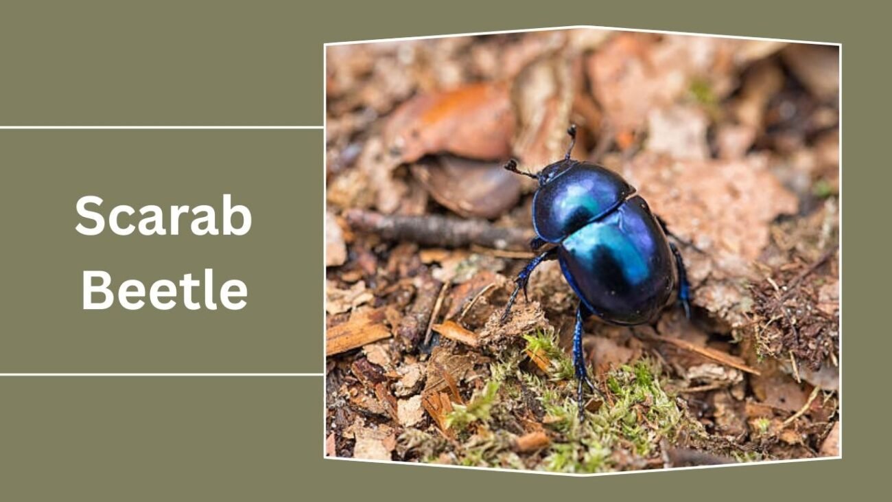 25 Types of Beetle: Identification, Habitat, Behaviour and Diet