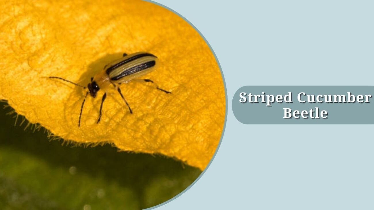 Striped Cucumber Beetle