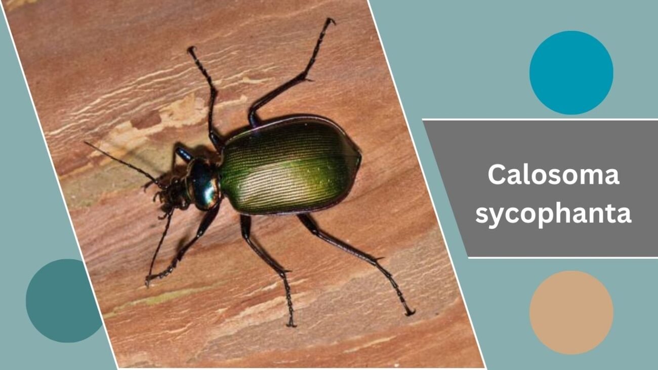 Calosoma sycophanta