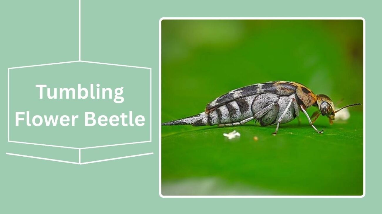 Tumbling Flower Beetle