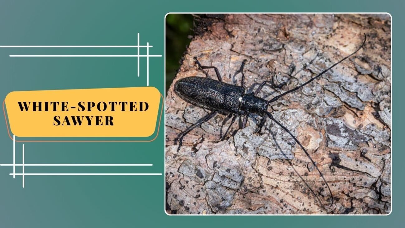 White-spotted Sawyer