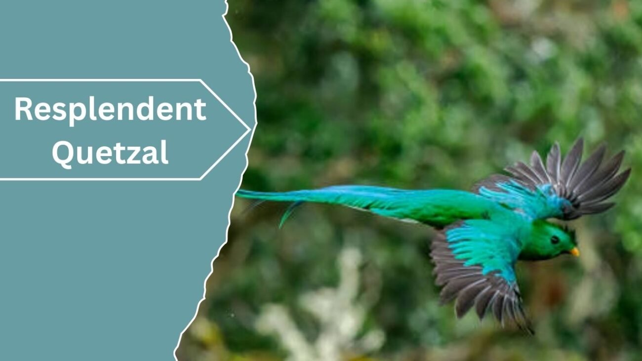  Resplendent Quetzal