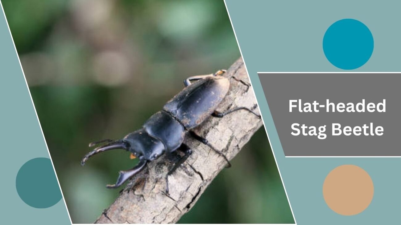  Flat-headed Stag Beetle