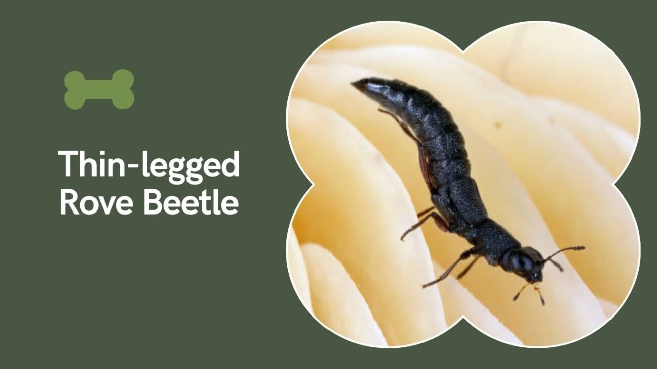 Thin-legged Rove Beetle (Philonthus cognatus)