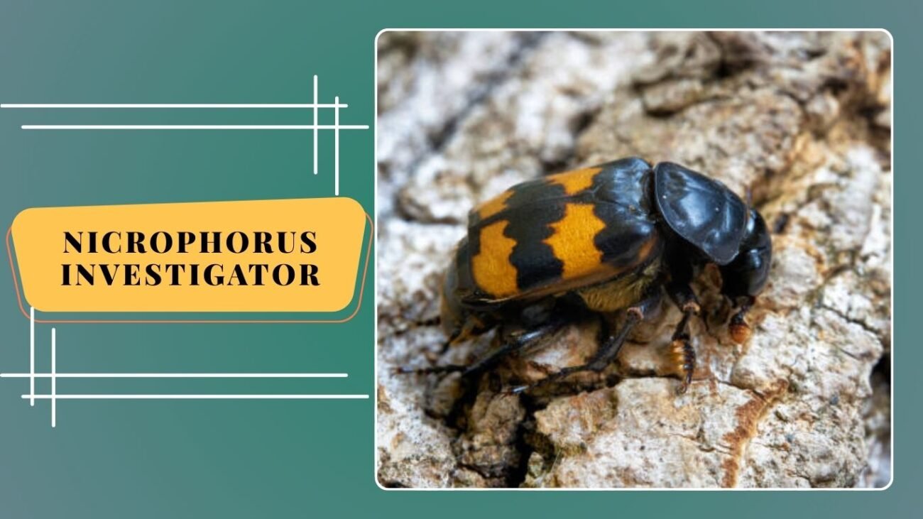 Nicrophorus investigator