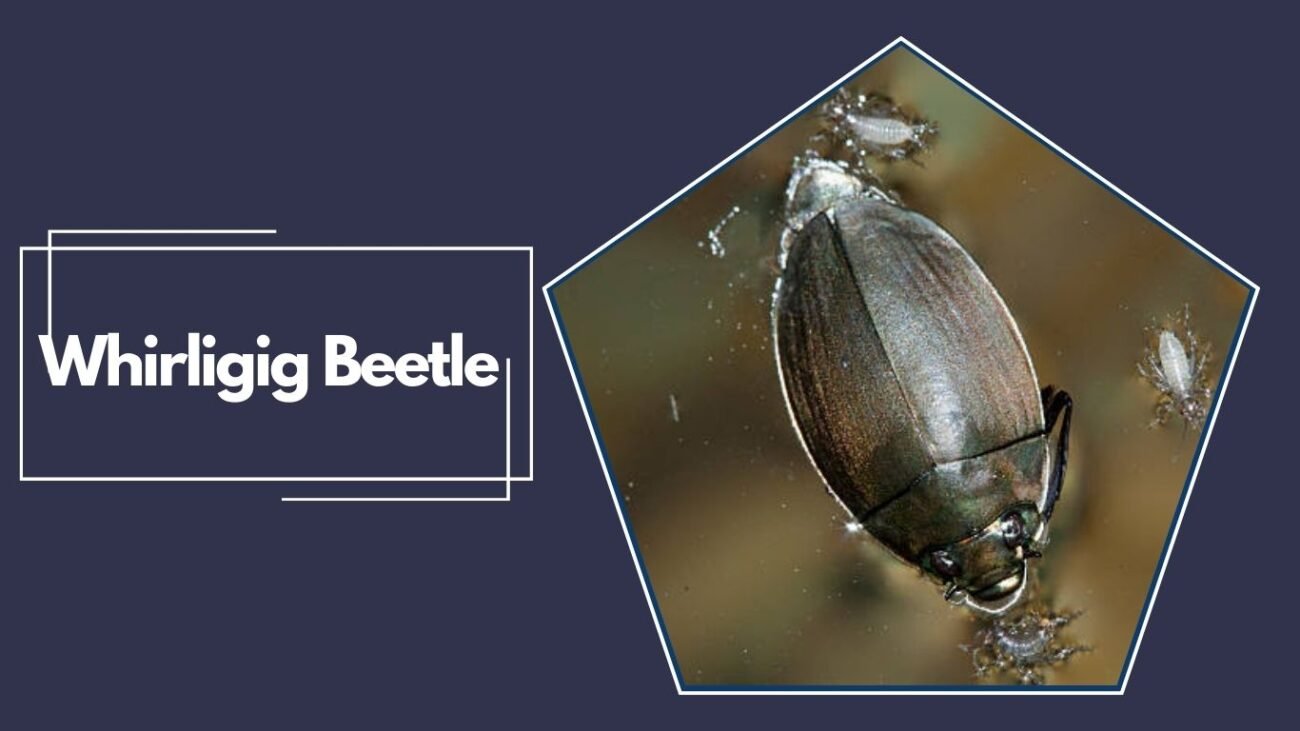 Whirligig Beetle (Gyrinus substriatus)