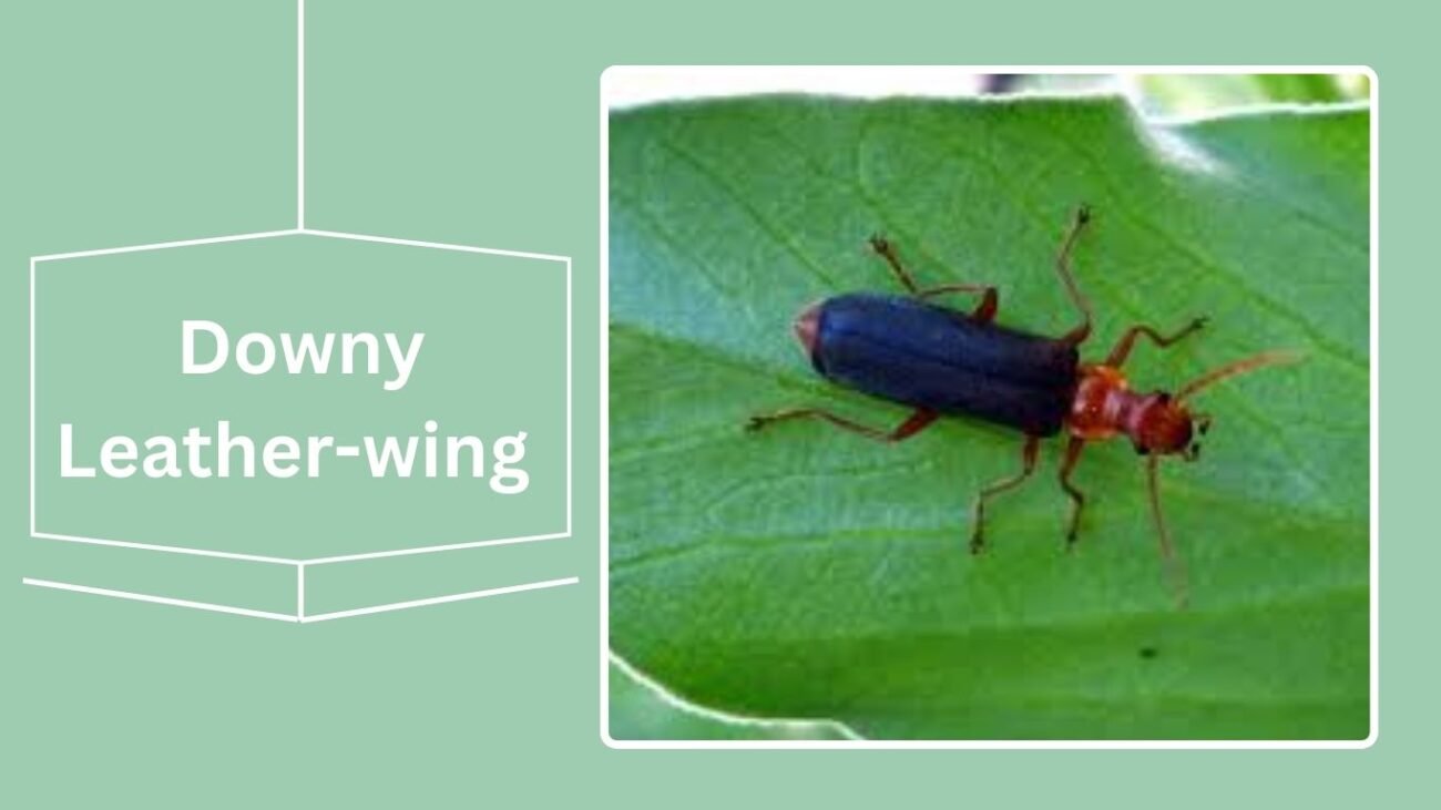 Downy Leather-wing (Cantharis pellucida)