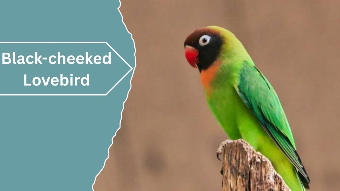  Black-cheeked Lovebird