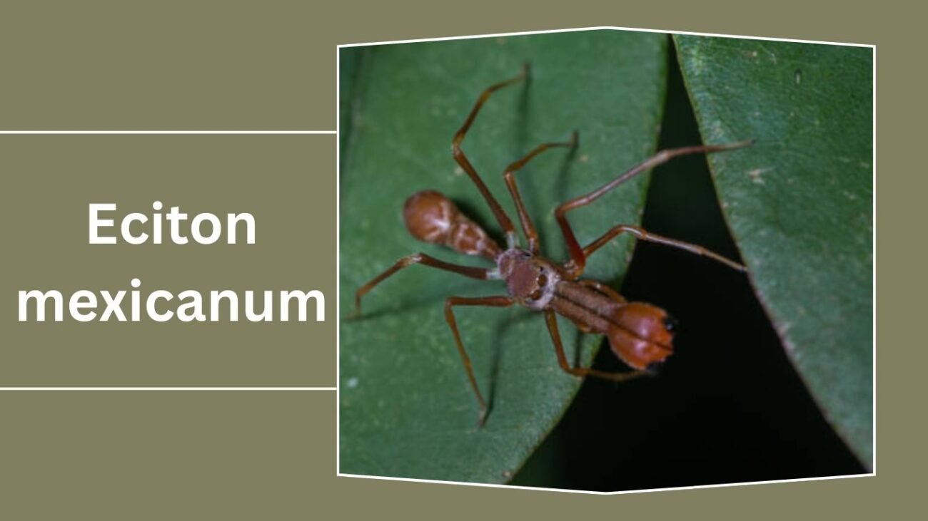 Eciton mexicanum