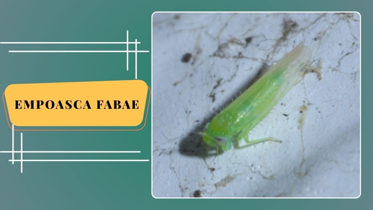 Empoasca fabae (Potato Leafhopper)