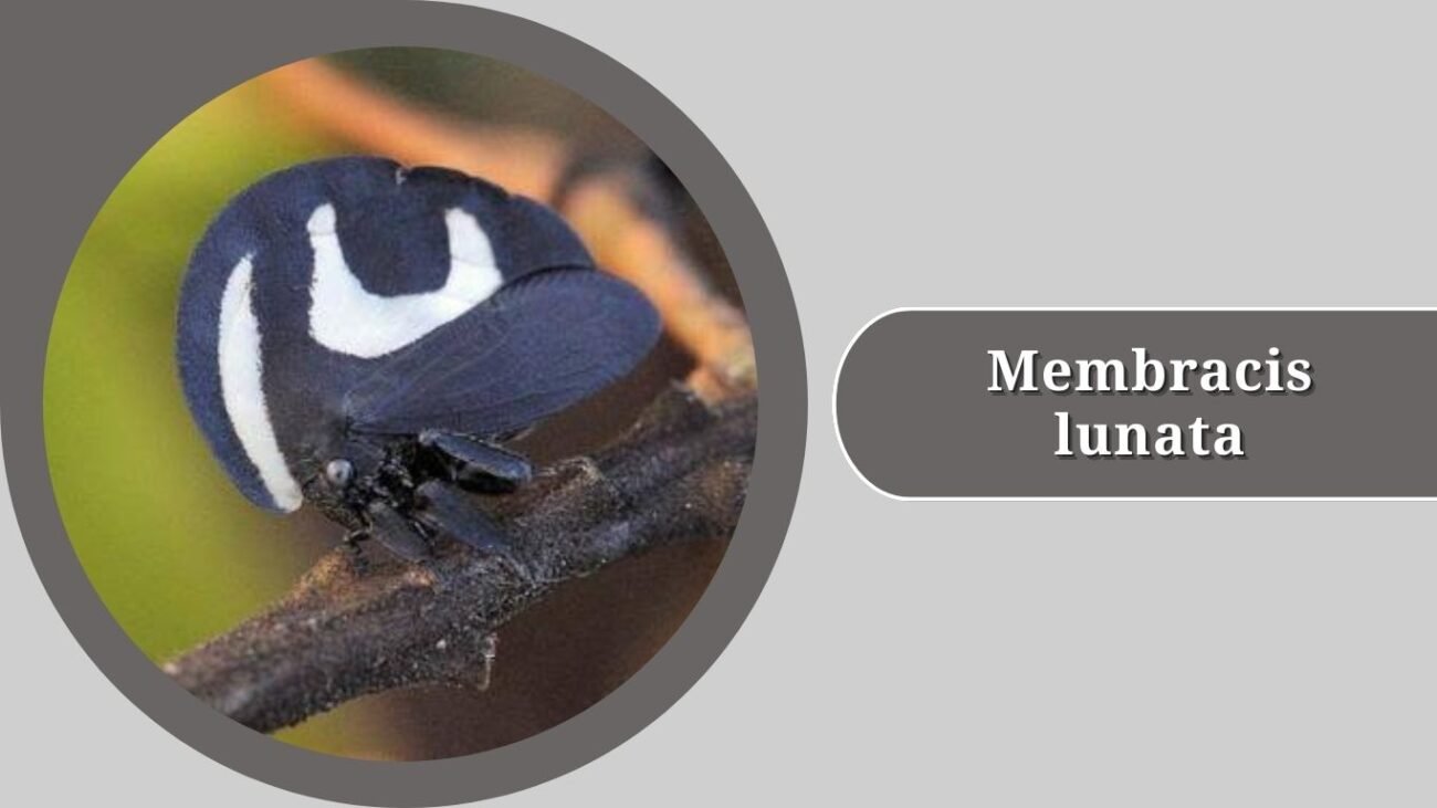 Membracis lunata