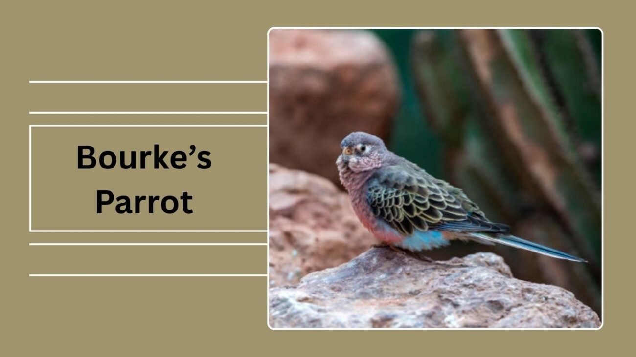 Bourke’s Parrot