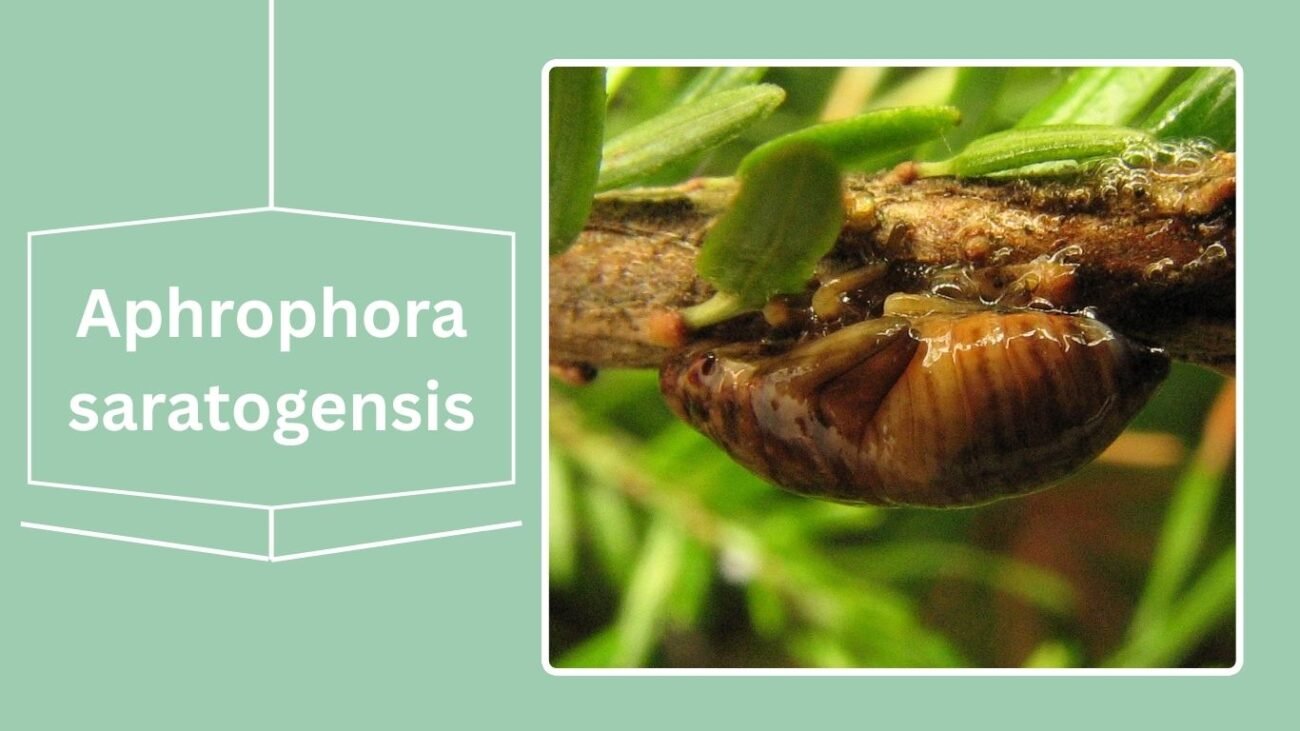 Aphrophora saratogensis