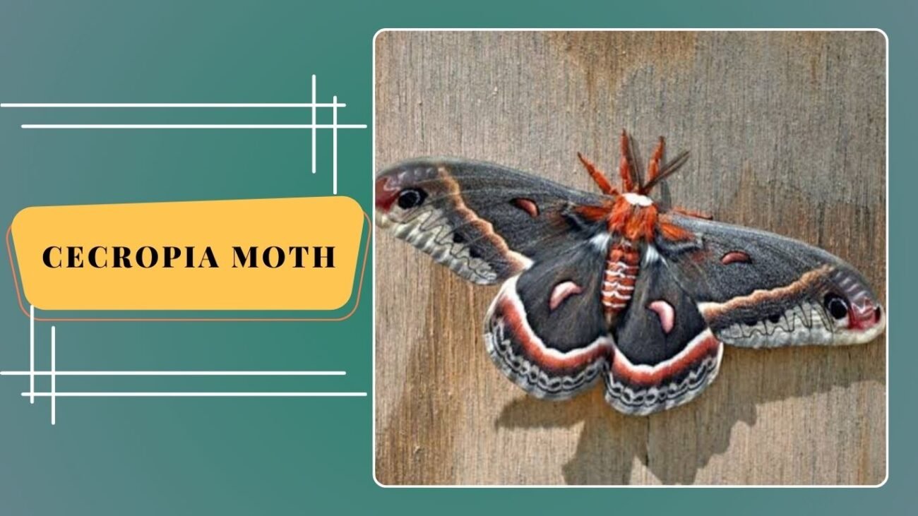 Cecropia Moth (Hyalophora cecropia)