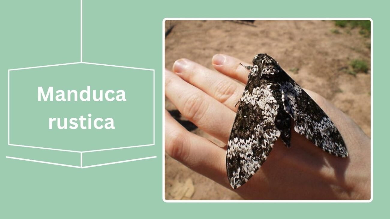 Manduca rustica (Rustic Sphinx)