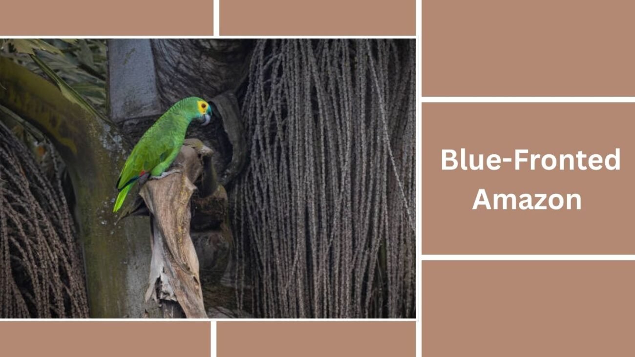 Blue-Fronted Amazon