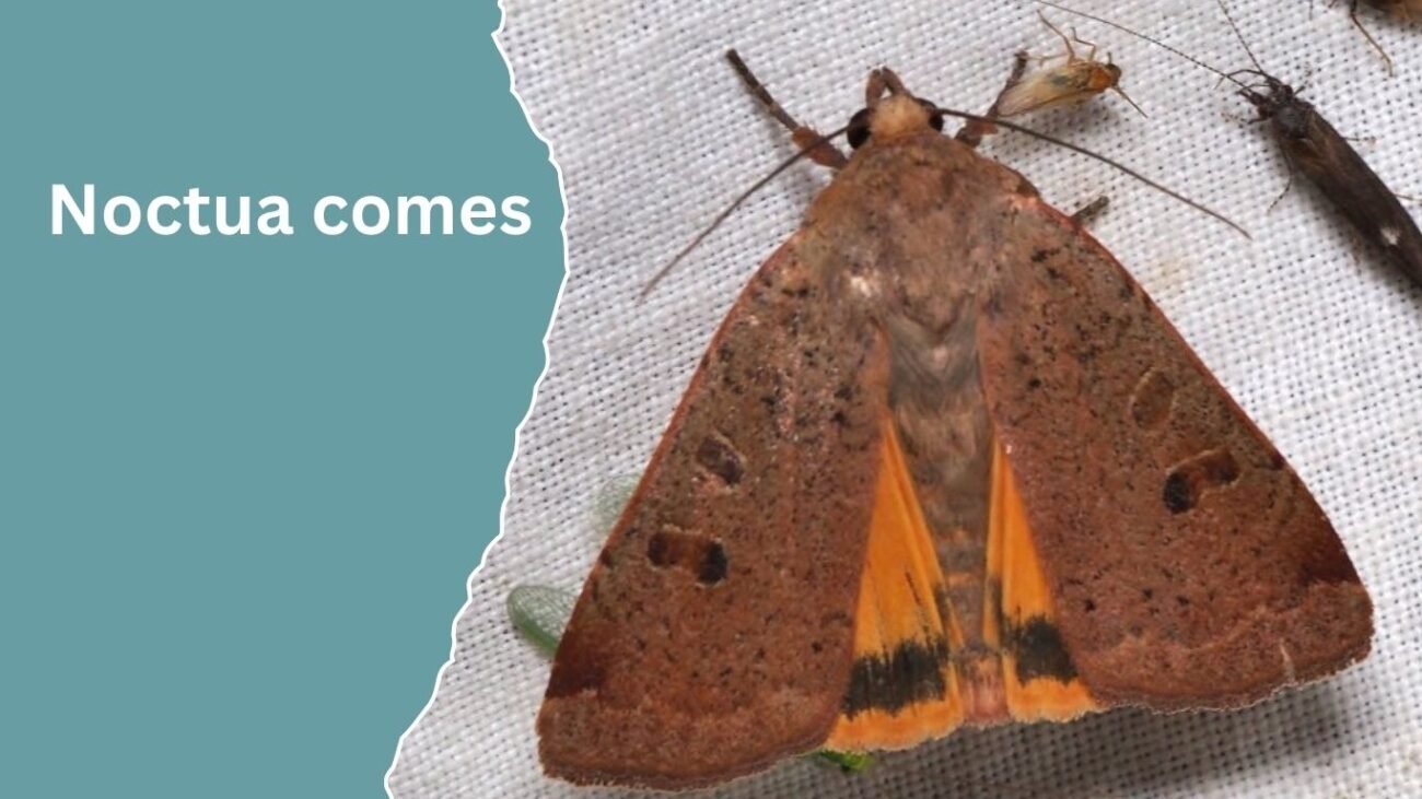 Noctua comes (Lesser Yellow Underwing)