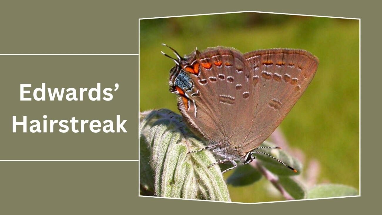  Edwards’ Hairstreak