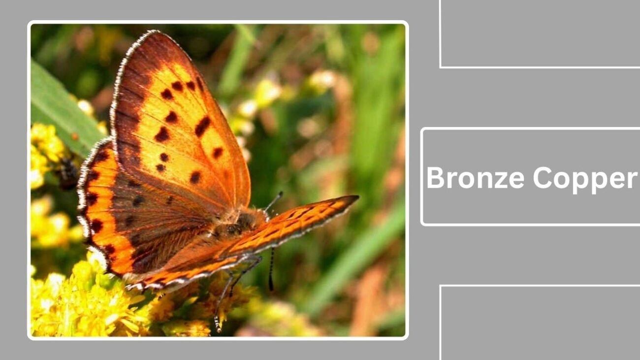 Bronze Copper (Lycaena hyllus)