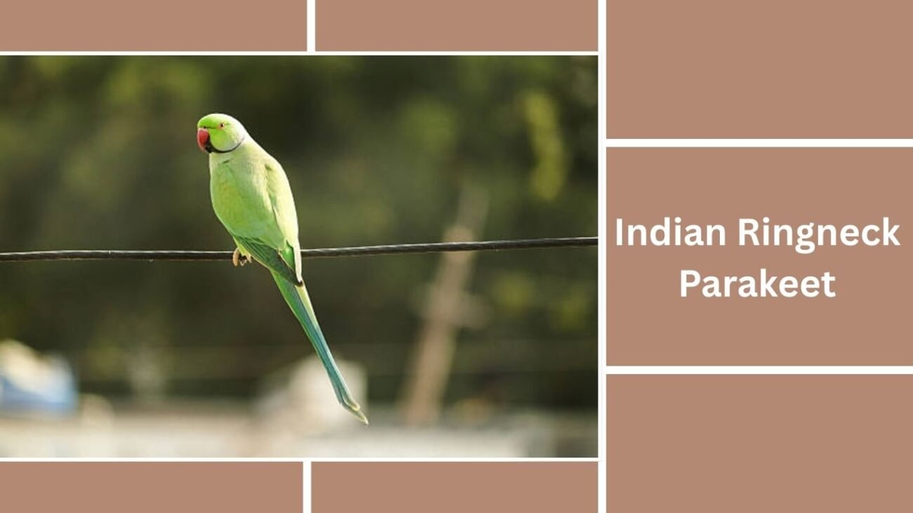  Indian Ringneck Parakeet