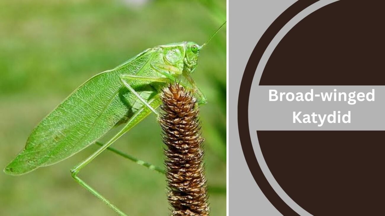 Broad-winged Katydid