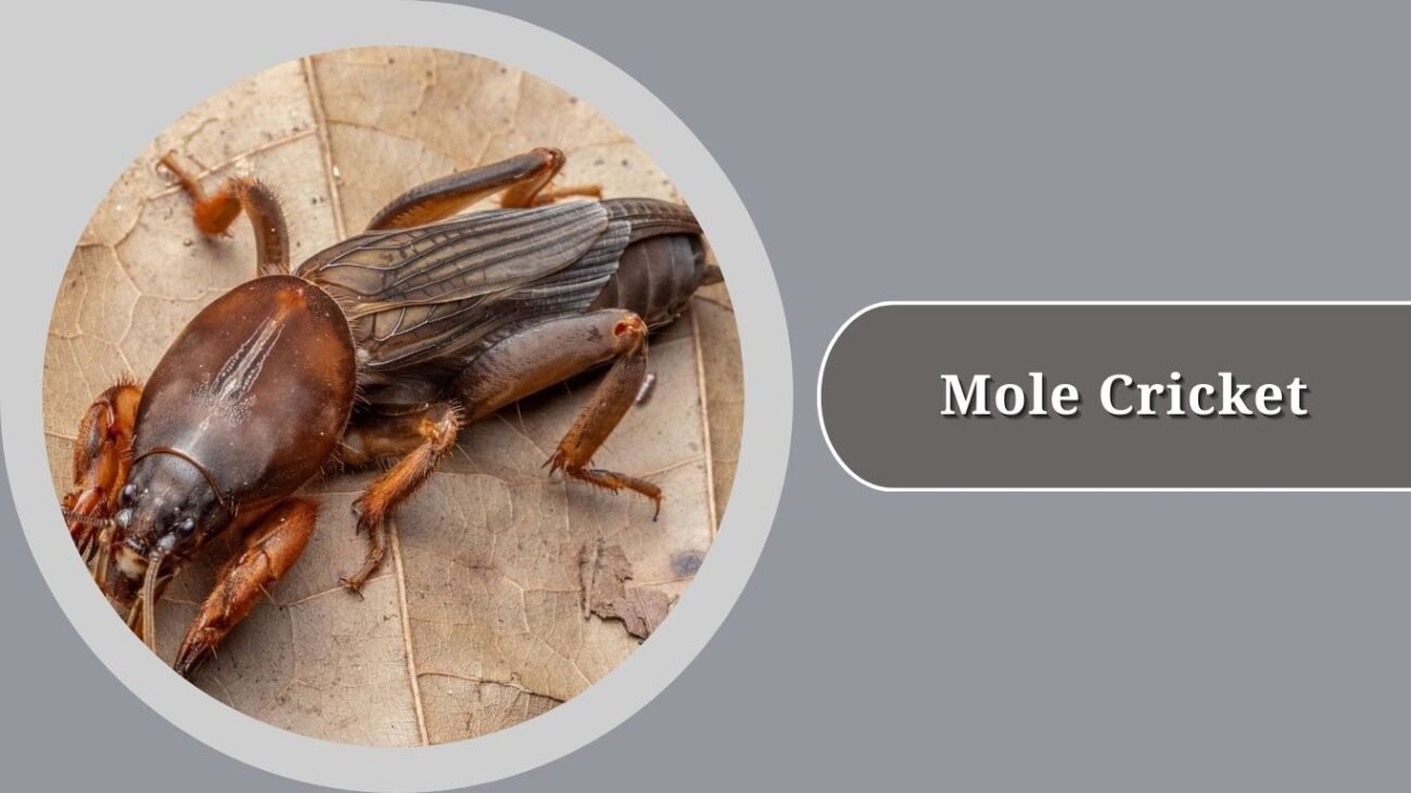 Mole Cricket
