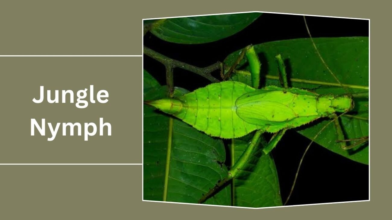 Jungle Nymph (Heteropteryx dilatata)