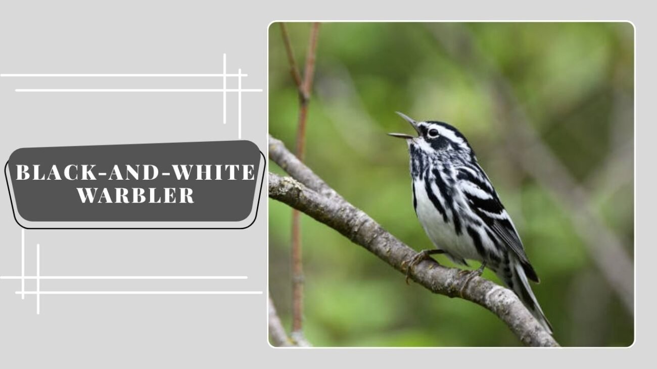 Black-and-white Warbler