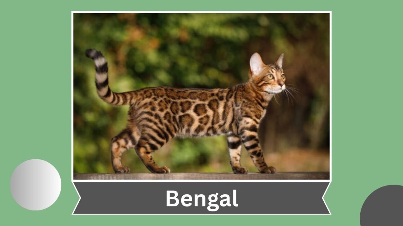 Bengal