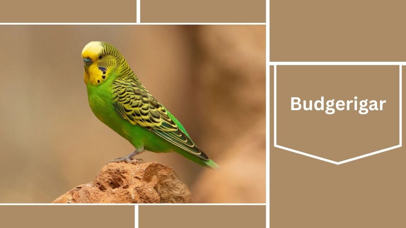 Budgerigar (Budgie)