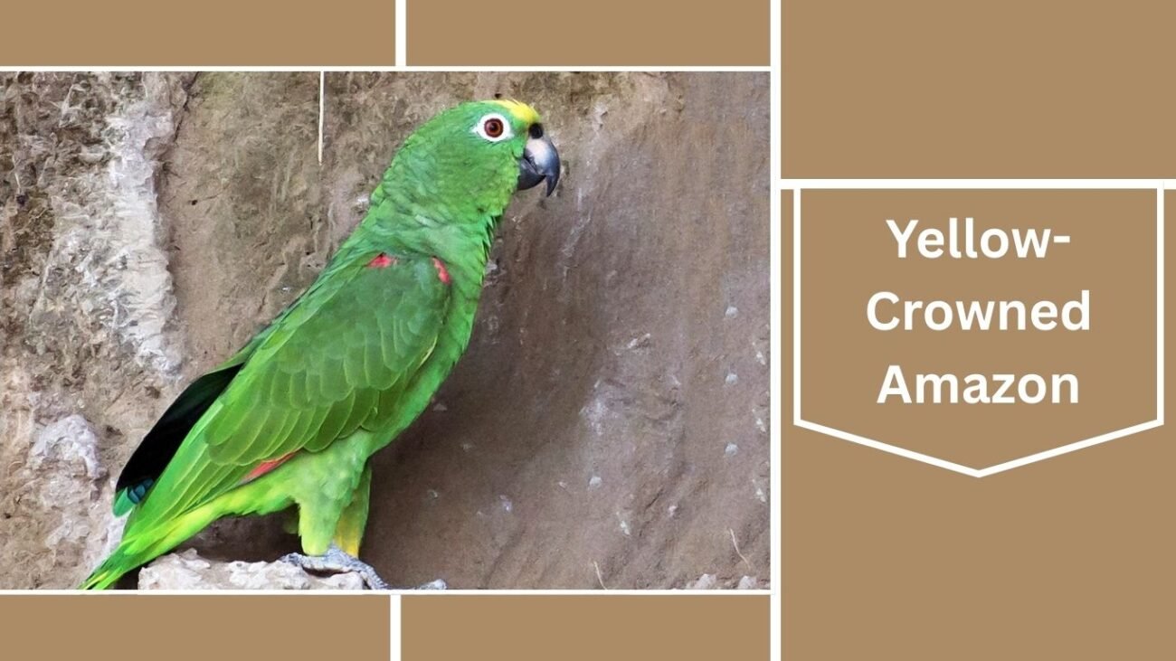 Yellow-Crowned Amazon