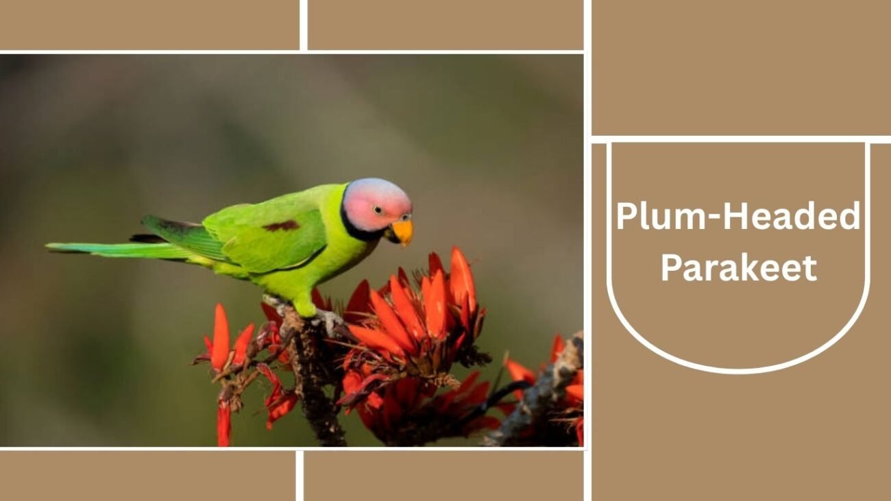 Plum-Headed Parakeet