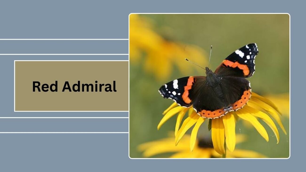  Red Admiral