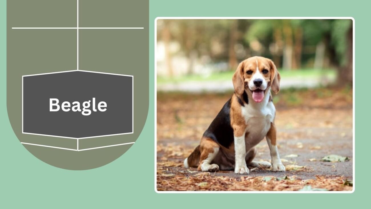 Beagle