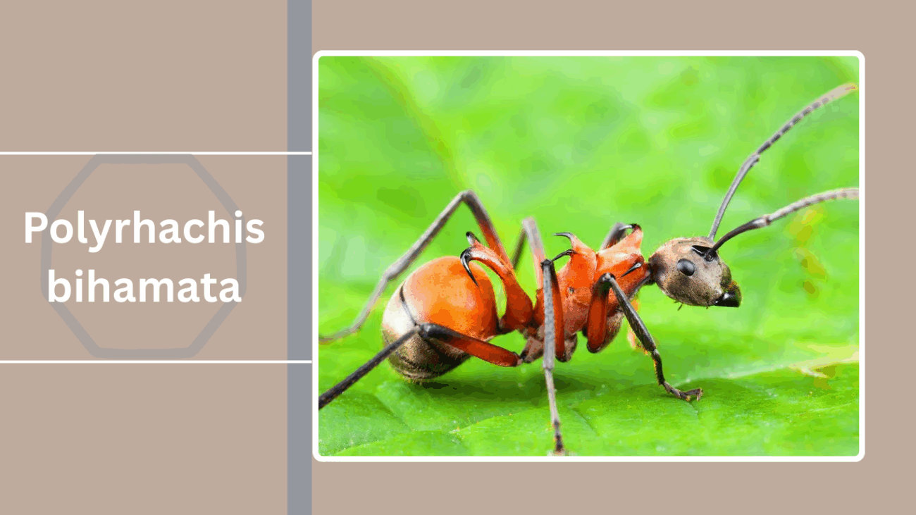 Polyrhachis bihamata