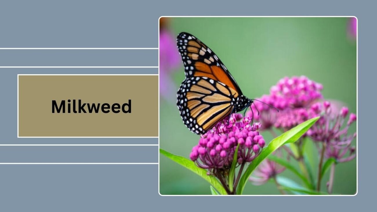 Milkweed (Asclepias)