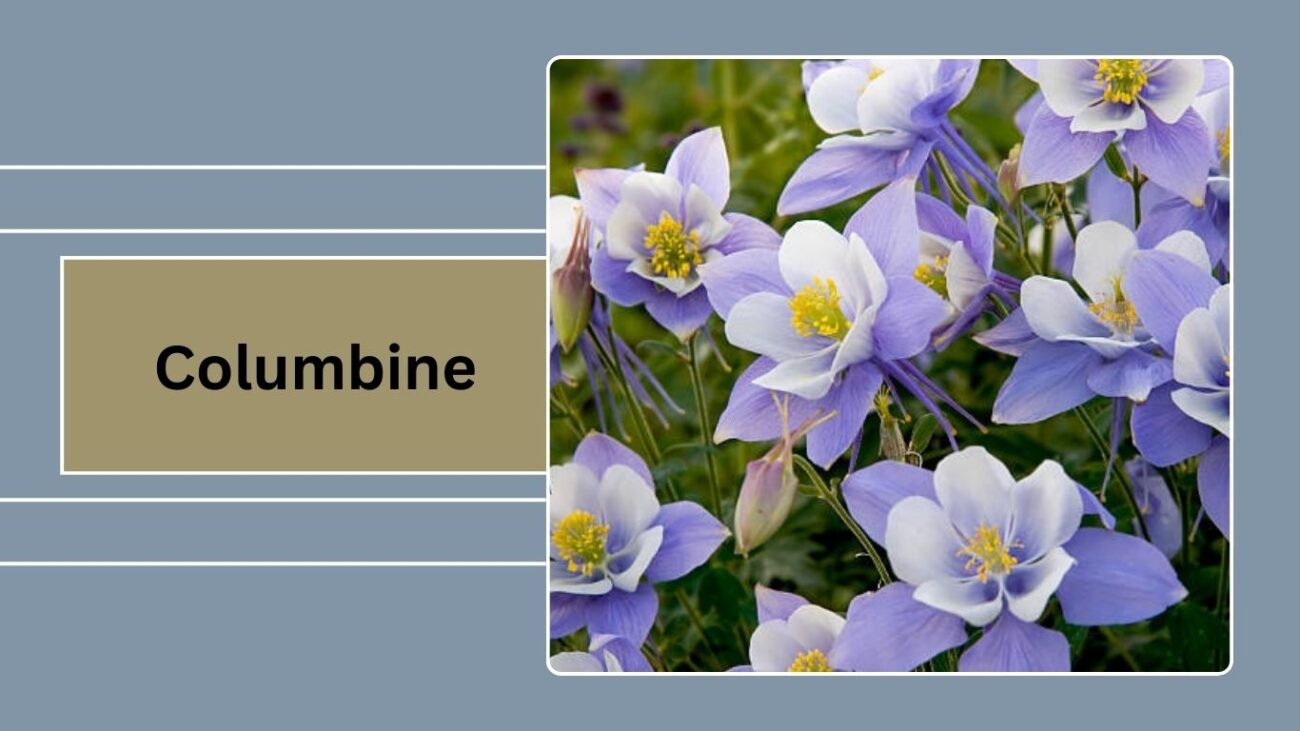Columbine