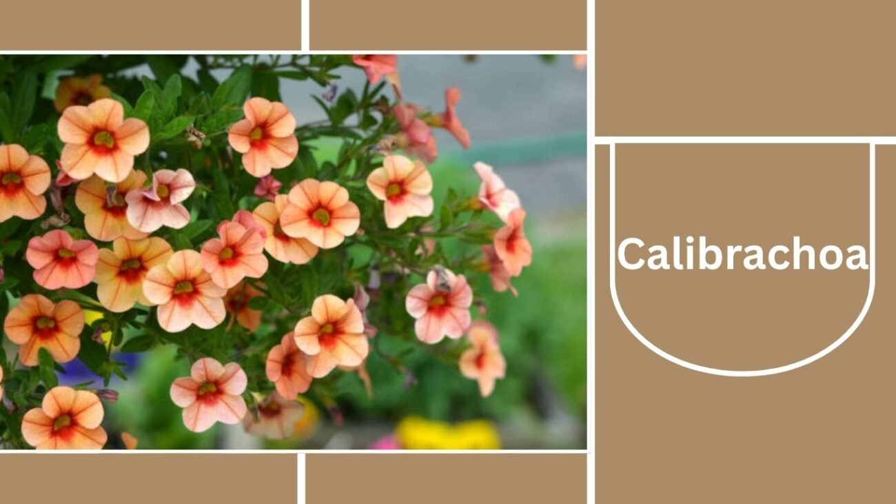 Calibrachoa (Million Bells)
