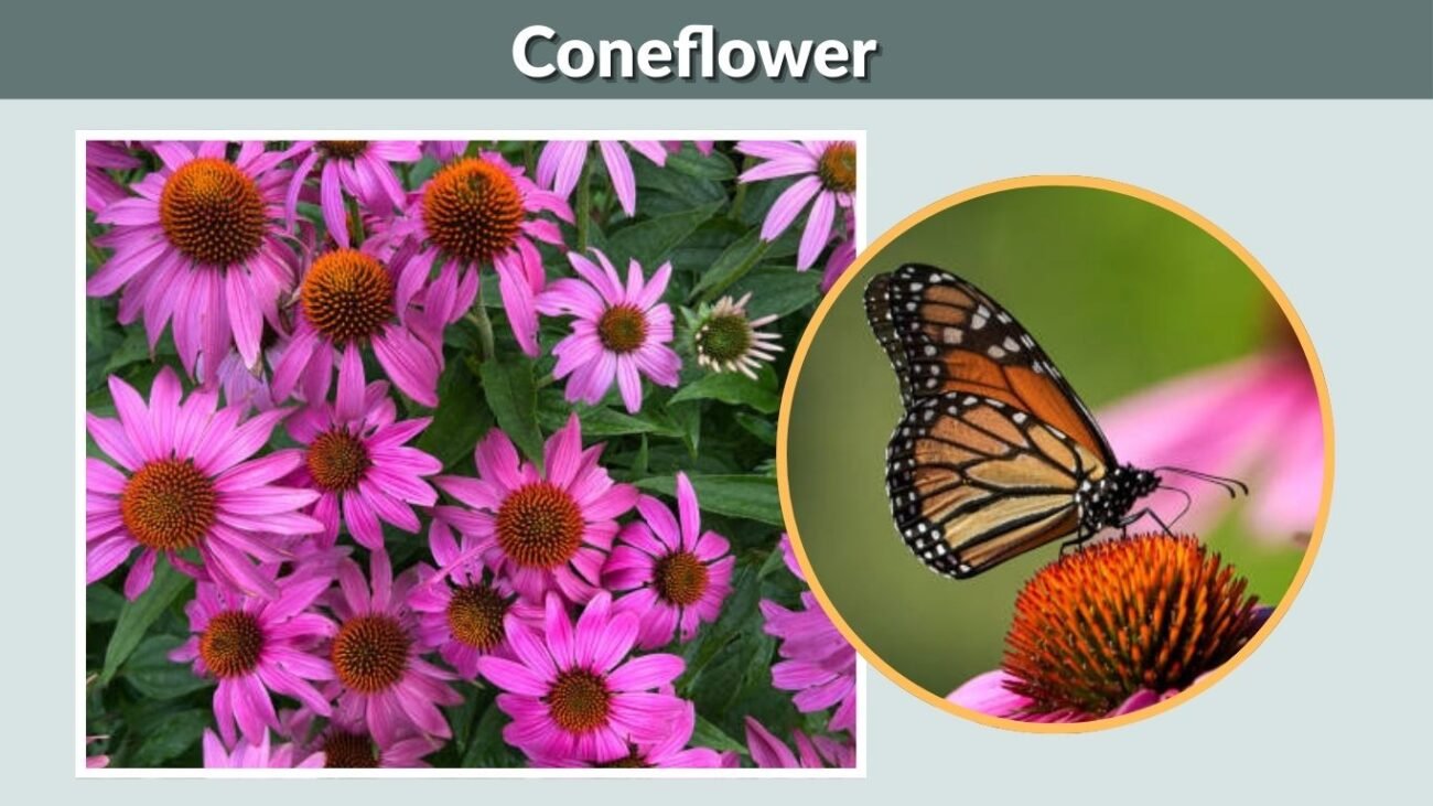 Coneflower